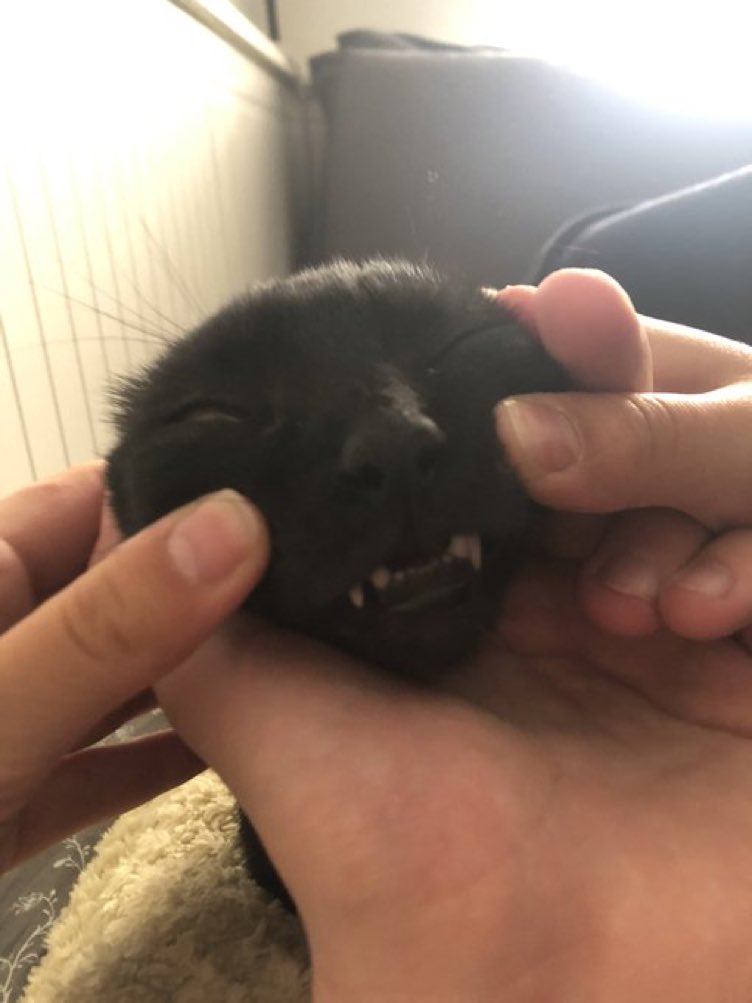 CatsHeld's tweet photo. https://t.co/w8RrOx0krs