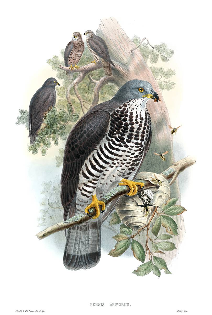 European honey buzzard. John Gould &amp; H. C. Richter, from The Birds of Great Britain, vol. 1 by John Gould, London, 1873 oldbookillustrations.com/illustrations/…