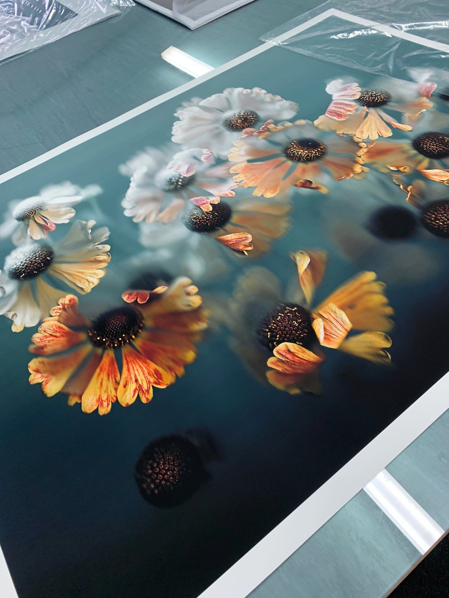 KenzyCheeseman's tweet photo. This large 'Dancing Heleniums' A0 print traveled to Amsterdam from NZ. It's currently with the framer &amp; I can't wait to see it hanging in it's new home soon ✨🧡⁠ Beautifully printed at @picaflor_fineartprint ⁠ https://t.co/DSHt9Ddaza
