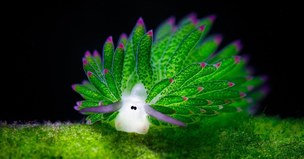 aqualuvsuotd's tweet photo. ☆ our lovely aquatic of the day is the leaf slug (costasiella kuroshimae) ! 
☆ they say that if you have upcoming exams, you’ll do great and don’t sweat it !! you got this ! https://t.co/UlfTJTwebl