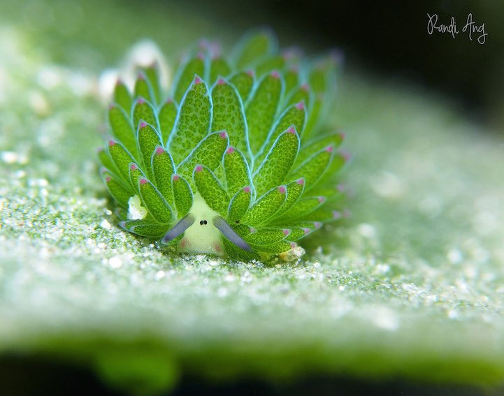 aqualuvsuotd's tweet photo. ☆ our lovely aquatic of the day is the leaf slug (costasiella kuroshimae) ! 
☆ they say that if you have upcoming exams, you’ll do great and don’t sweat it !! you got this ! https://t.co/UlfTJTwebl