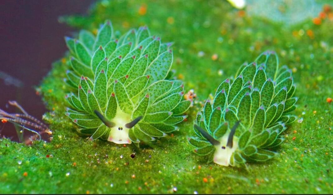 aqualuvsuotd's tweet photo. ☆ our lovely aquatic of the day is the leaf slug (costasiella kuroshimae) ! 
☆ they say that if you have upcoming exams, you’ll do great and don’t sweat it !! you got this ! https://t.co/UlfTJTwebl