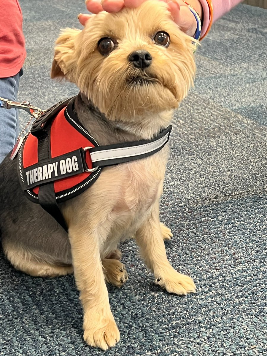 brigschools's tweet photo. Well the “dog” is out of the bag! We have secured the services of a Therapy Dog for our #BrigStrong district. 

Be on the look out, as Henny (a Yorkie), in the near future will be visiting 1-2 times a week to bring many smiles to all! https://t.co/x31VsBHsrg