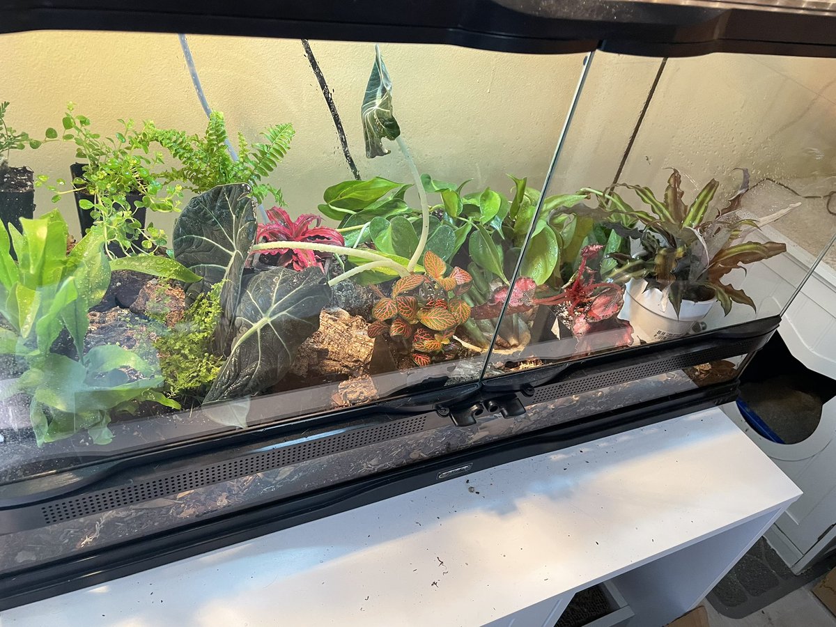 IsopodsAndMore's tweet photo. Here are the plants for my next project! Guess what the inhabitants of this bioactive vivarium build will be. Please reply with your answer and retweet.  #livebioactive #isopodsandmore #isopods #vivarium #herps https://t.co/NSpJAOWm94