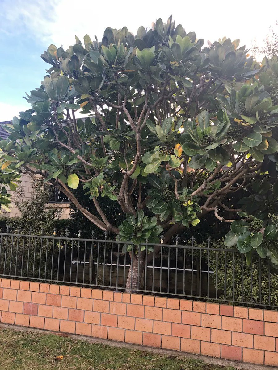 TexanInOz's tweet photo. Meryta sinclairii, the puka or pukanui, evergreen tree endemic to Kings &amp; Hen and Chickens Islands here in New Zealand. Up to 8m tall with a tropical appearance. Member of the #Araliaceae family. 
#Flowers #NZnative #NZGarden #NZFlora https://t.co/NYHDleQrRj