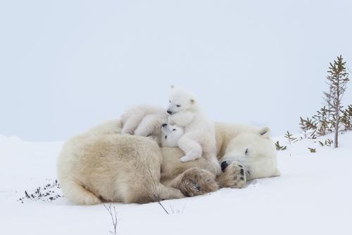 L'important (@limportant_fr) on Twitter photo Les ours polaires pourraient totalement disparaître avant 2100 limportant.fr/infos-planete/… <a href="/NatGeoFR/">National Geographic FR</a> Les ours polaires pourraient totalement disparaître avant 2100 limportant.fr/infos-planete/… <a href="/NatGeoFR/">National Geographic FR</a>