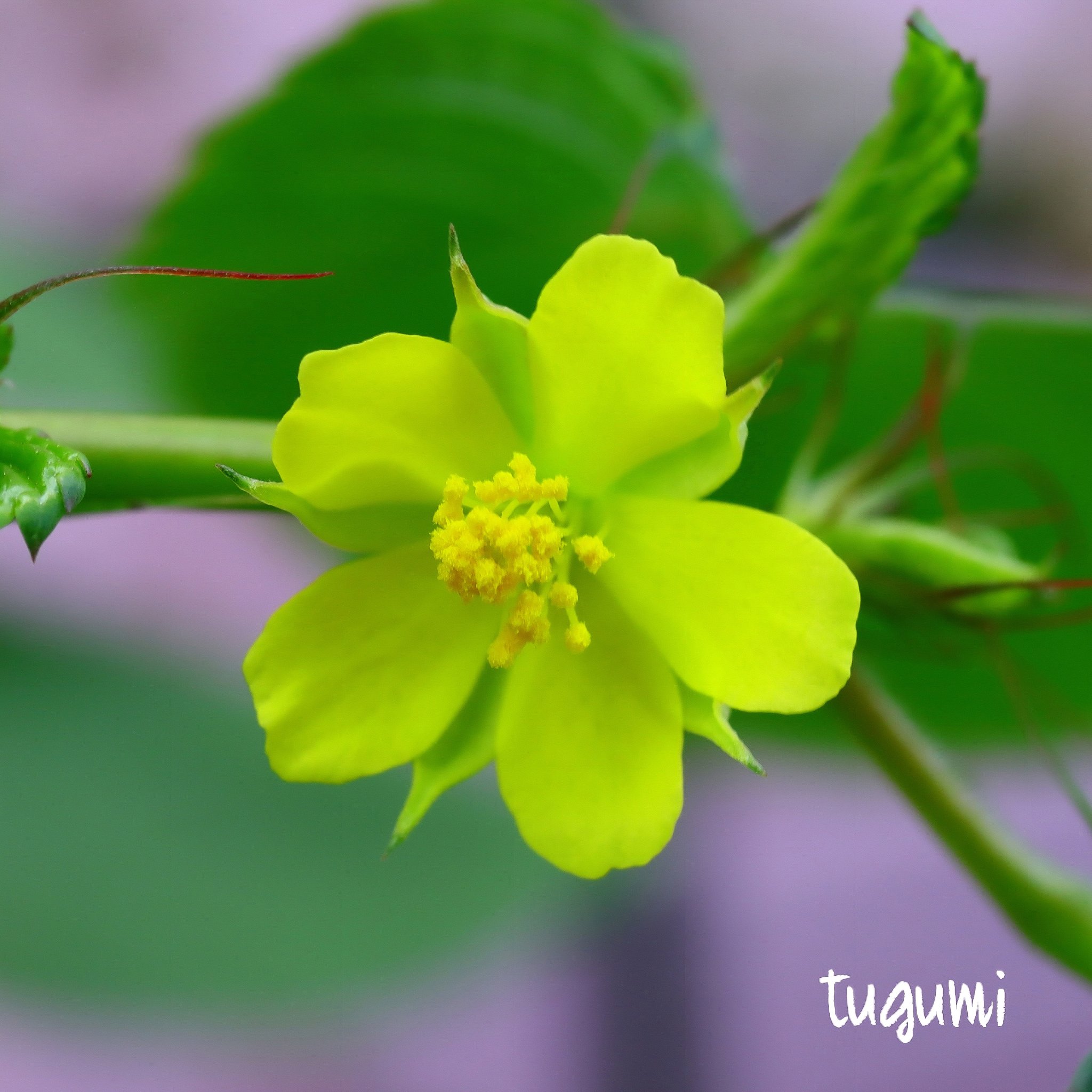 モロヘイヤの花 Twitter Search Twitter