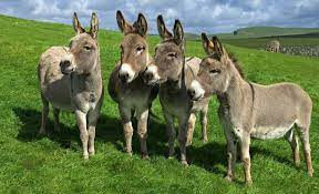 Diputados aprueban eliminación del horario de verano. Pero un legislador propone que cada estado tenga su propio uso horario. La protesta de los burros por usurpación de funciones será hoy en la tarde.