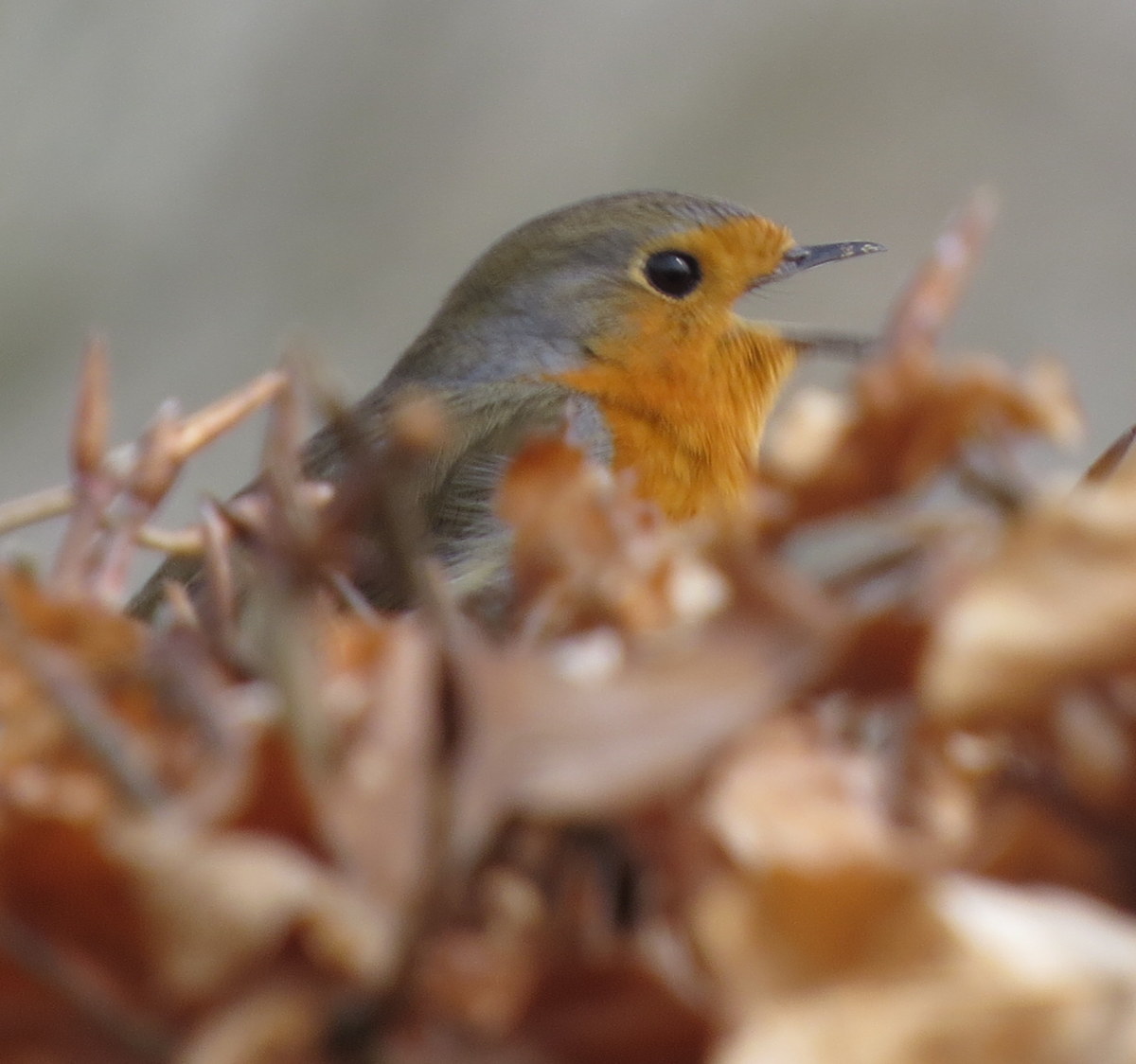 BoswachterRob's tweet photo. Graag stel ik u voor aan de Roodborst, met z'n oranje borst...

https://t.co/viXFfouhTK

Heeft u 'm al in de tuin gezien? Weet u hoe de zang klinkt?

https://t.co/wPMxJ70P6a

Vogelkenner Nico de Haan noemt deze riedel: ‘het zilveren liedje'.

@vogelnieuws 
@Natuurvoorkids https://t.co/W1whahiK3u