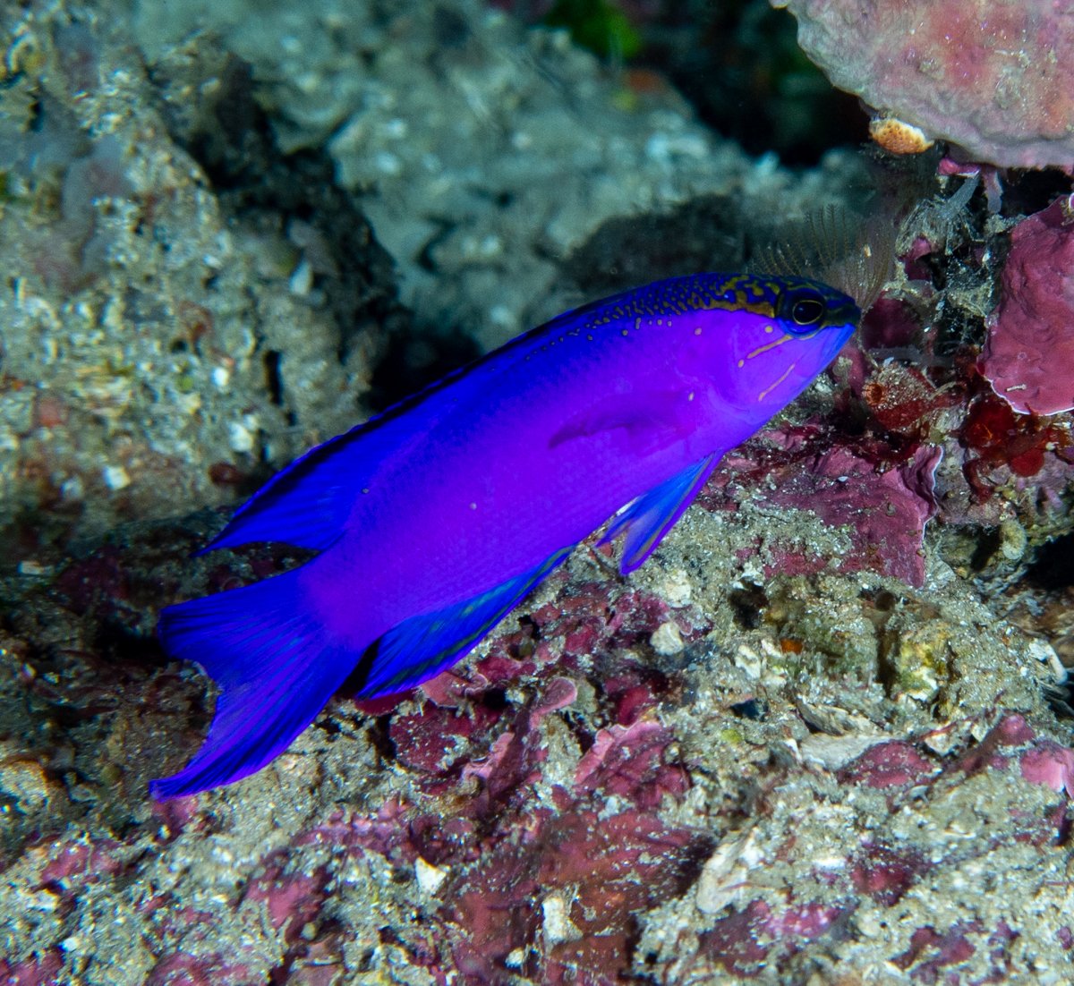 I will shift my focus over the next few weeks to Caribbean fishes because I have big things in the pipeline, so stay tuned! Anyhow, starting with this beautiful Blackcap Basslet (Gramma melacara) that I 📸 in Roatan at about 60m depth, it's very common at those depths!