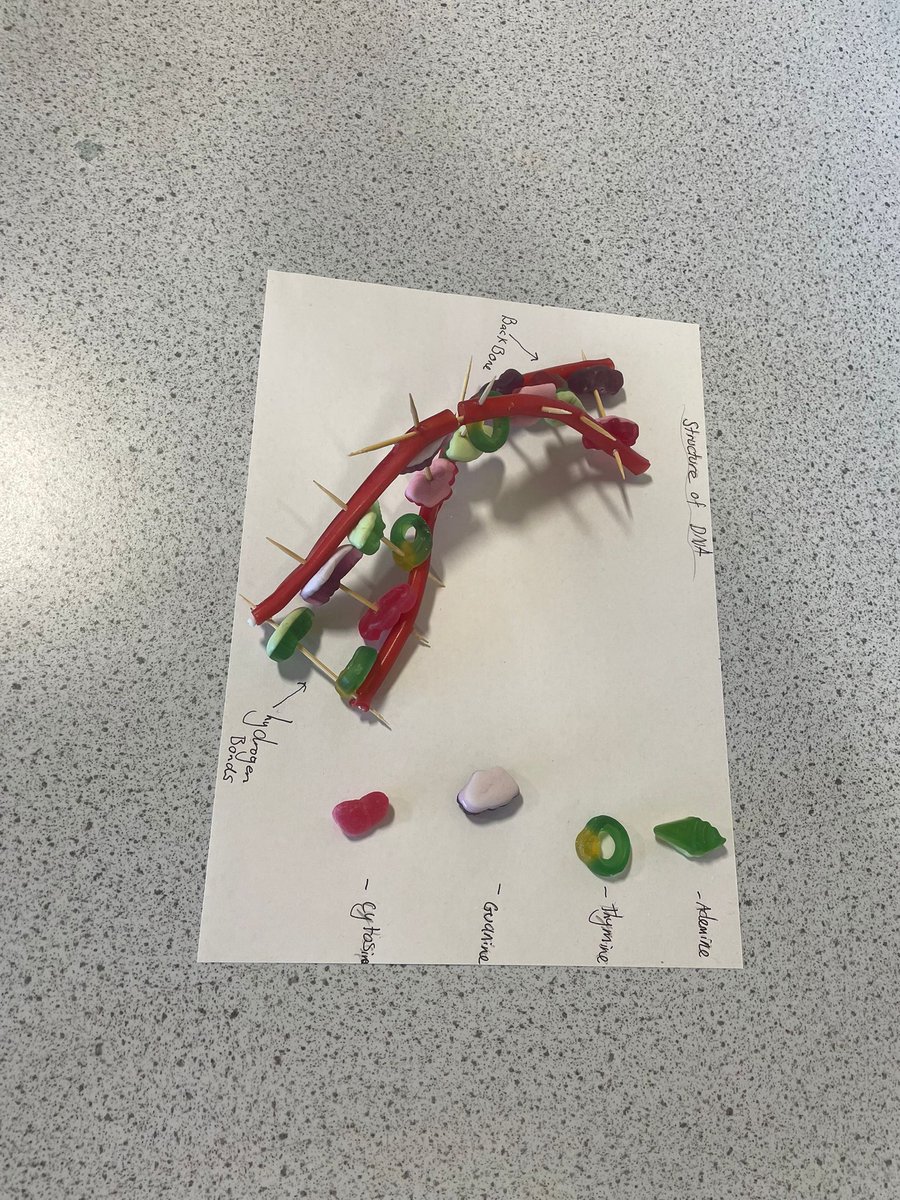 VoLA_sci's tweet image. S3 biology pupils have been busy making sweetie DNA models. Who knew science could be so yummy!

I once made a DNA joke but no-one laughed...

I guess my thymine was off!😂😂😂

#volasuperscientists #DNAmodels #bgebiology