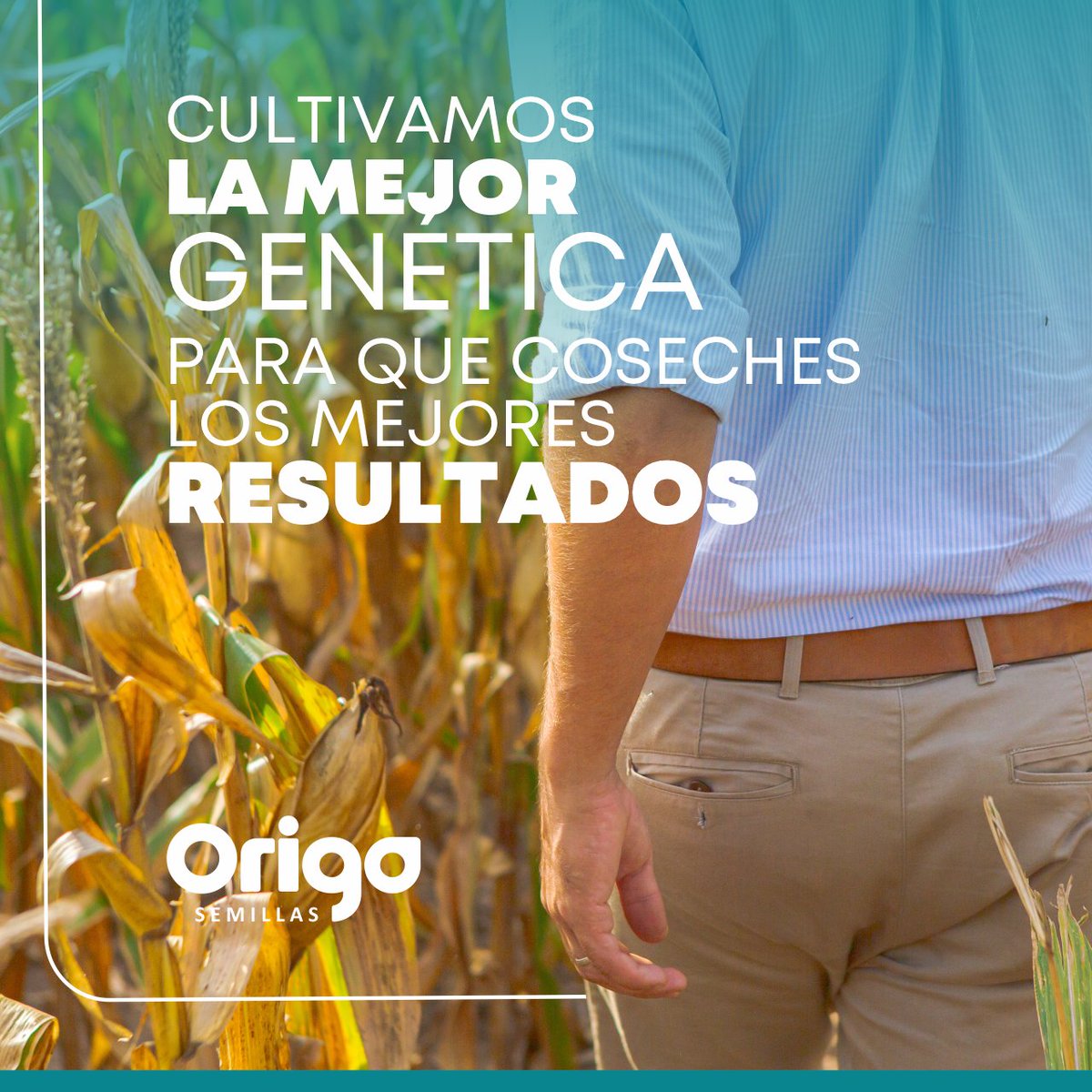 En ᴏʀɪɢᴏ ꜱᴇᴍɪʟʟᴀꜱ 🌿 trabajamos para ampliar las oportunidades de que tu cosecha sea un éxito

ꜱᴏʀɢᴏ 🌱
ɢɪʀᴀꜱᴏʟ 🌻
ᴍᴀÍᴢ 🌽

#Agricultura #Agro #Campo #InsumosAgrícolas #SolucionesAgrícolas #Agronomía #Sorgo #Maíz #Girasol