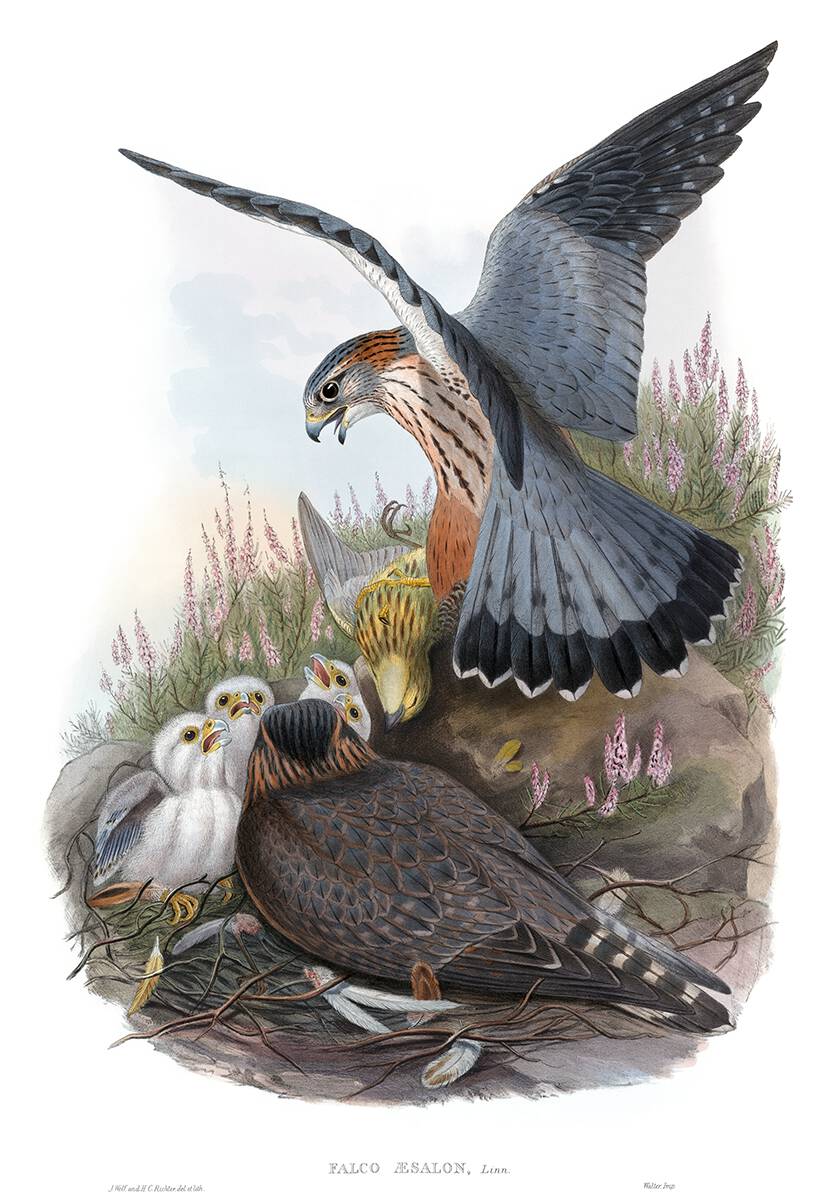 Eurasian merlin. John Gould &amp; H. C. Richter, from The Birds of Great Britain, vol. 1 by John Gould, London, 1873 oldbookillustrations.com/illustrations/…