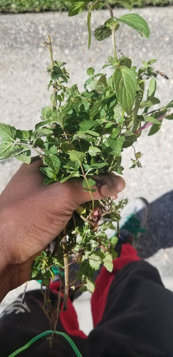 TheLivingHeru's tweet photo. Harvested my mint. It was starting to die. #hoodgardening #nolaboy https://t.co/LVjV1ouWXN