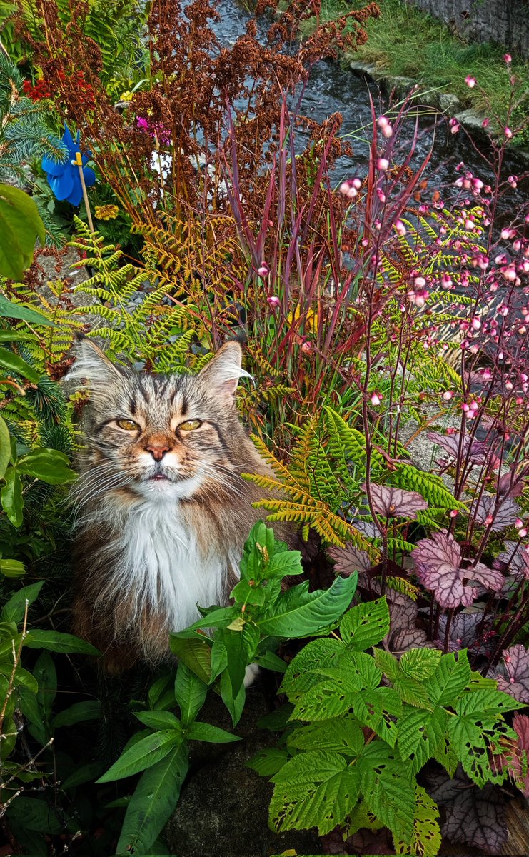Tykwood's tweet photo. The bitch cat looking extra smuggums. https://t.co/oNp5jLCKQ5