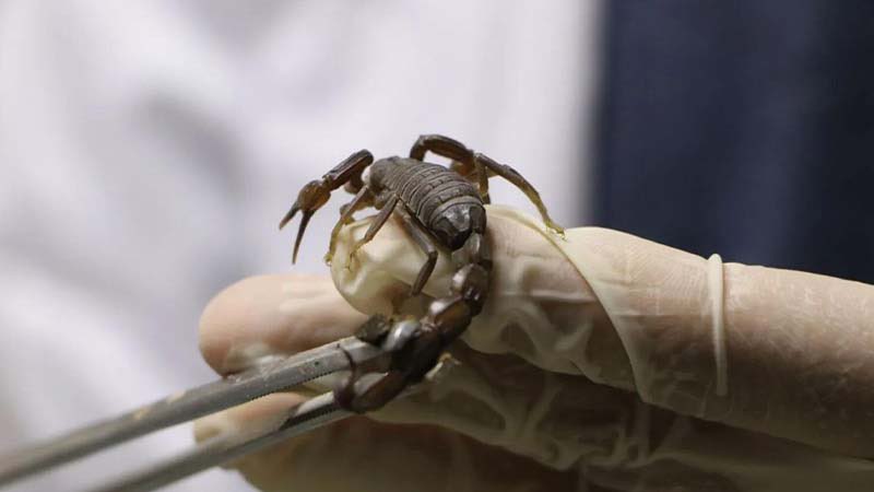 🦂Şanlıurfa’da kurulan akrep çiftliğinde akrep zehrinin sağımı yapılıyor. 15 bin akrebin zehrinin sağımının yapıldığı tesiste, ilaç ve savunma sanayiinde kullanılan akrep zehrinin litresi 10 milyon dolara satılıyor.