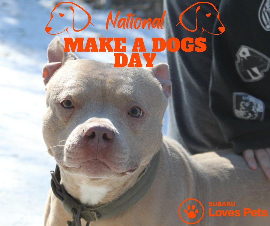 LouFuszSubaru's tweet photo. October 22nd is National Make a Dogs Day! We will have adoptable pets at BOTH of our Subaru locations, a food truck, and more. For every car sold at our Lou Fusz Subaru stores in September, we will donate $25 to 5 Acres Rescue! We hope to see you there!

#subarulovespets https://t.co/u6rv2ub8h9