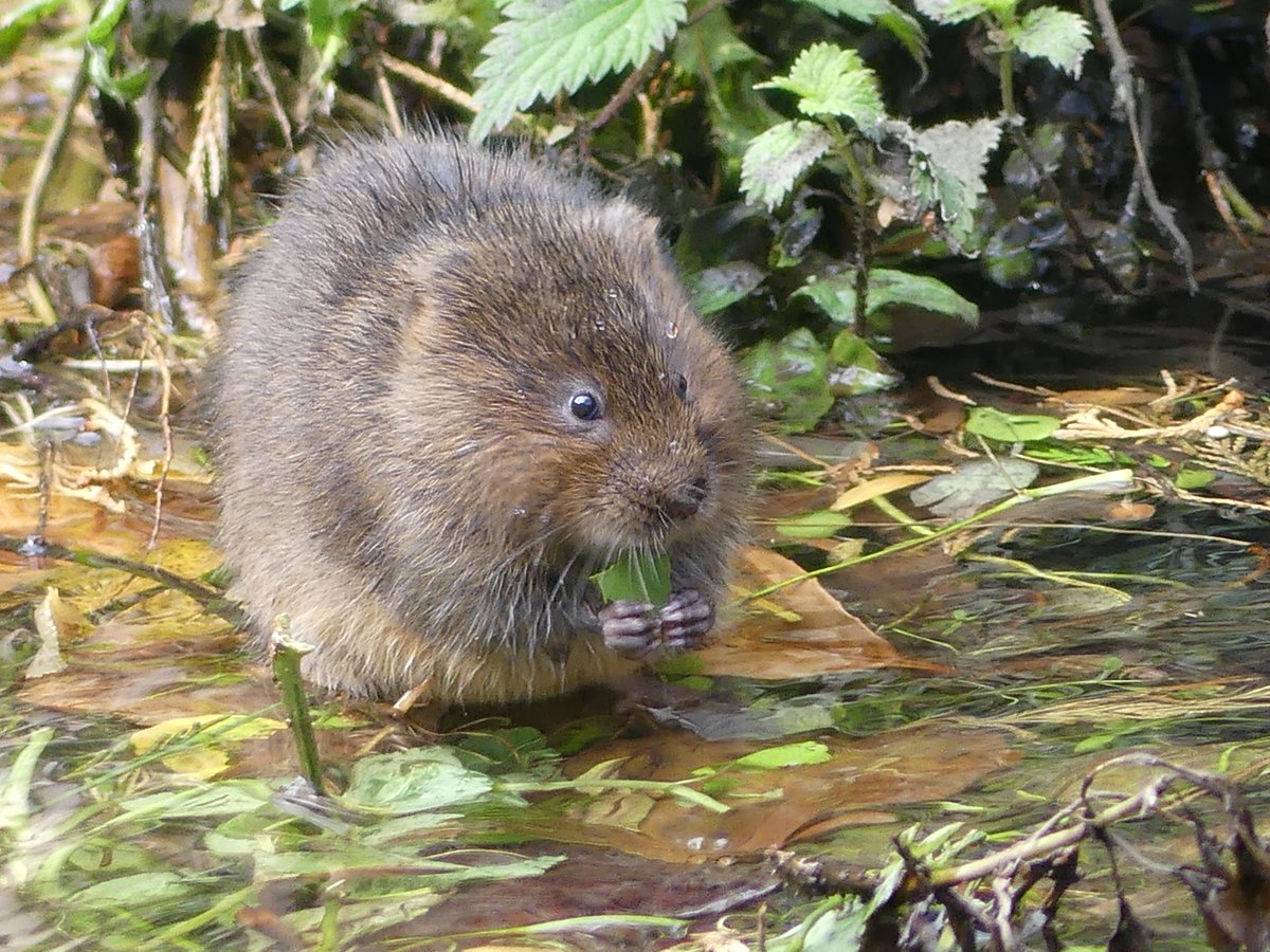 A Water Vole in a local chalk stream who is lovable, charming Ratty in The Wind in the Willows. There are only 132,000 Water Voles left in the UK and they need your help to protect them from the government who are attacking Nature. Please write to your MP! action.rspb.org.uk/page/114089/ac…