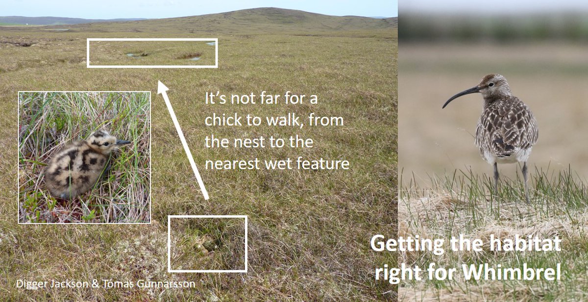 This #WaderTales blog about #Shetland's breeding #Whimbrel may be of interest to #Curlew lovers and researchers. wadertales.wordpress.com/2016/09/29/est… Published 29 July 2016 (🎂6⃣) #waders #shorebirds #ornithology