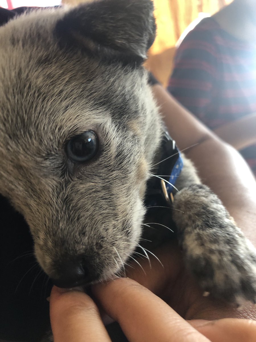 blackemo100's tweet image. MIAMOR BANGCHAN FELIZ CUMPLE ESTE ES MI BBSITO SE LLAMA BLU BANG CHAN BIRTHDAY D4 💗
#BangChansWoofgang
#BangChan #방찬