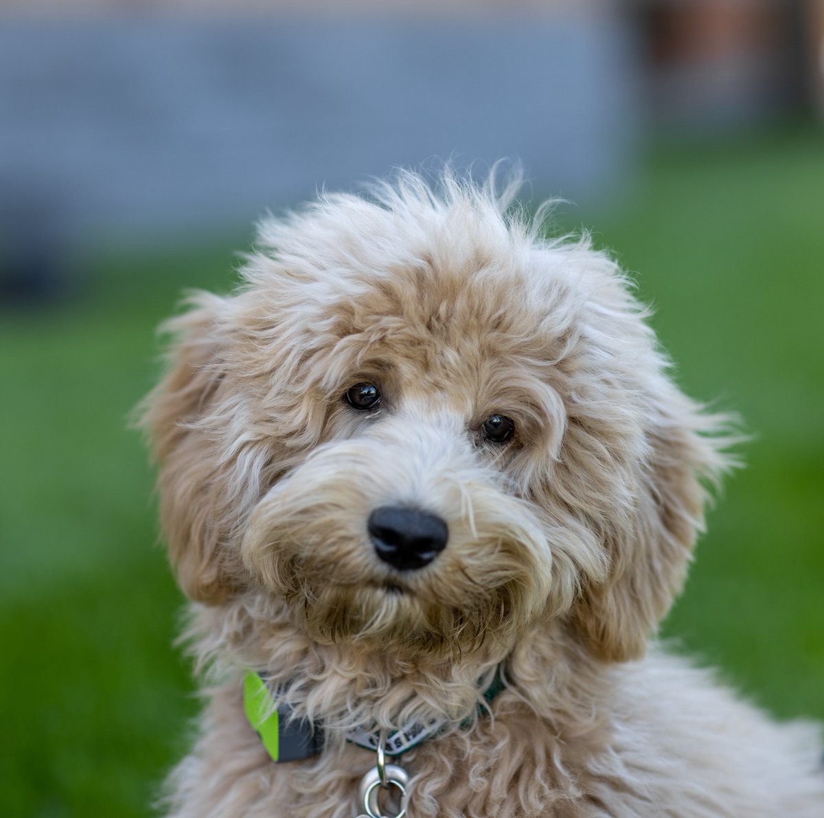Eagles's tweet photo. ROSTER MOVE: Eagles have signed Reggie the Dog 🦴

Welcome to the family, Reggie! https://t.co/w4Gf9s6nse