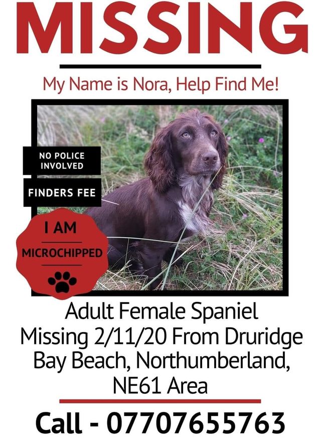 The_Animal_Team's tweet photo. ‼️ STILL MISSING ‼️ #CockerSpaniel #Nora went #missing on 2/11/20 from #DruridgeBayBeach #Northumberland #NE61 area. Brown, white blaze on chest. She is chipped. FB Group: https://t.co/gmskzlxpCS DL: https://t.co/oYlt982lQQ #dogsoftwitter #MissingDog #LostDog https://t.co/yTGBn4nwgz