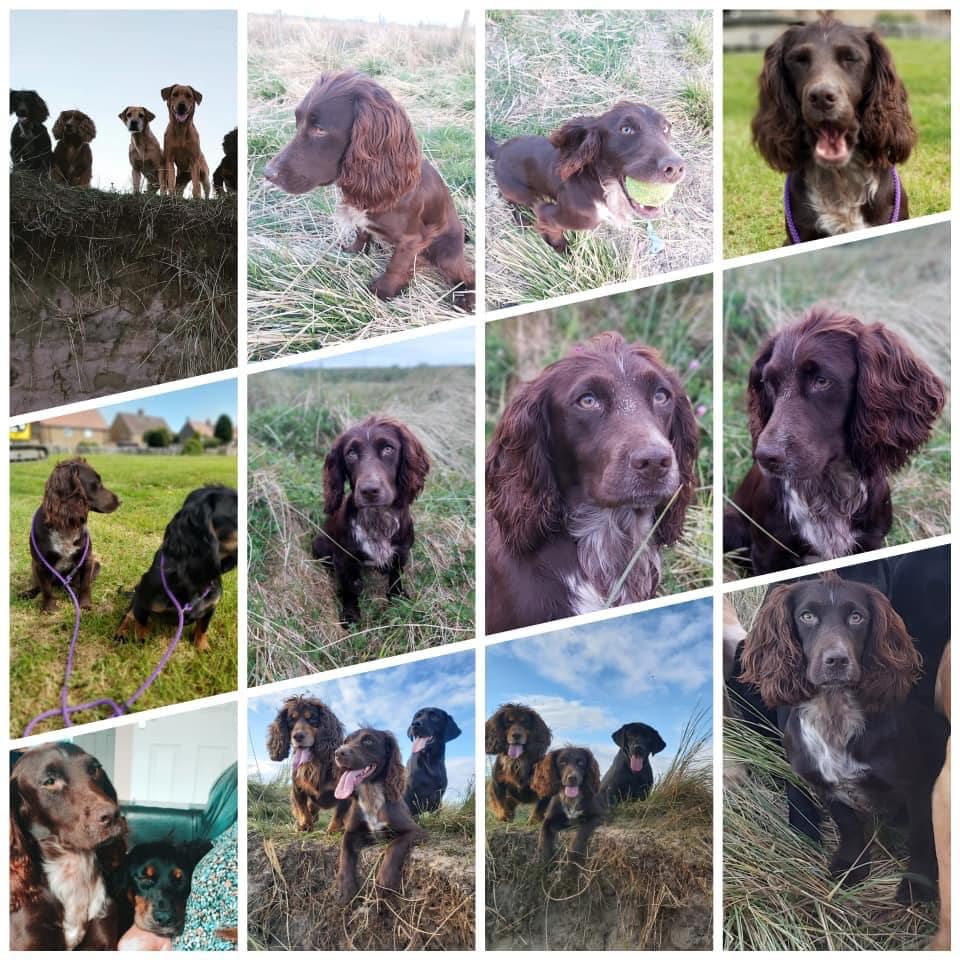 The_Animal_Team's tweet photo. ‼️ STILL MISSING ‼️ #CockerSpaniel #Nora went #missing on 2/11/20 from #DruridgeBayBeach #Northumberland #NE61 area. Brown, white blaze on chest. She is chipped. FB Group: https://t.co/gmskzlxpCS DL: https://t.co/oYlt982lQQ #dogsoftwitter #MissingDog #LostDog https://t.co/yTGBn4nwgz