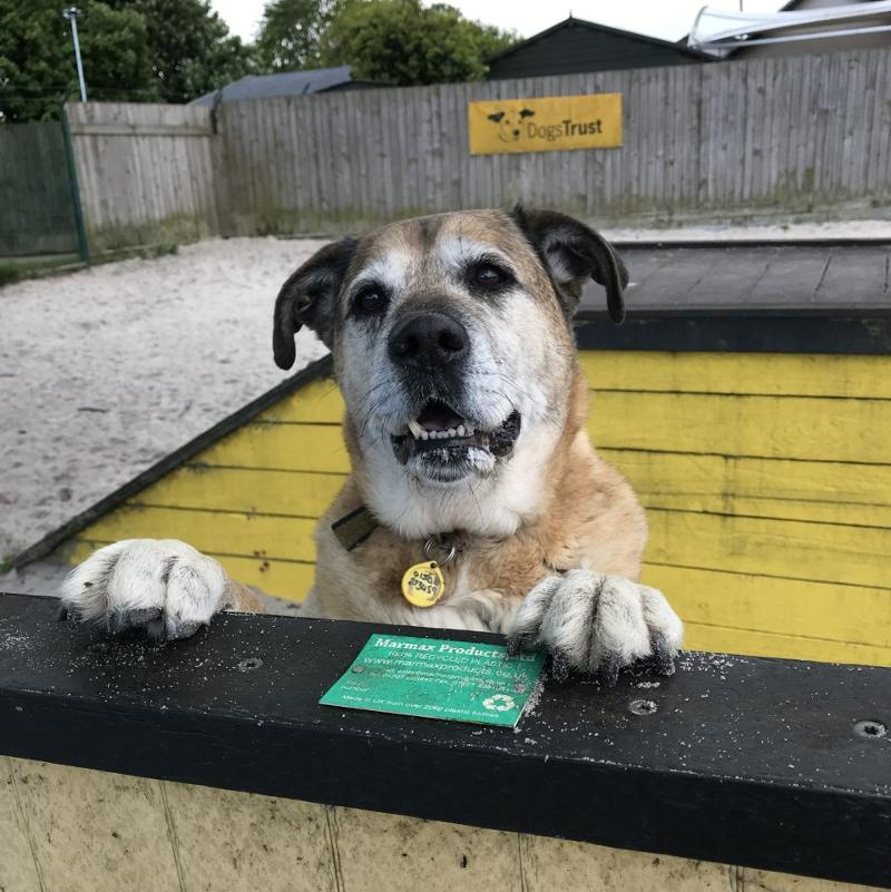 Please retweet to help Binx find a home #EDINBURGH #SCOTLAND🏴󠁧󠁢󠁳󠁣󠁴󠁿
Aged 8 this poor boy has been waiting for over 2 years for a home. He's housetrained good in the car can be left for short periods. He's looking for a quiet adult home as the only pet
dogstrust.org.uk/rehoming/dogs/…
#dogs