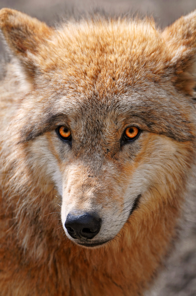 GoodWolfPAC's tweet photo. https://t.co/YnrWkA2yjd