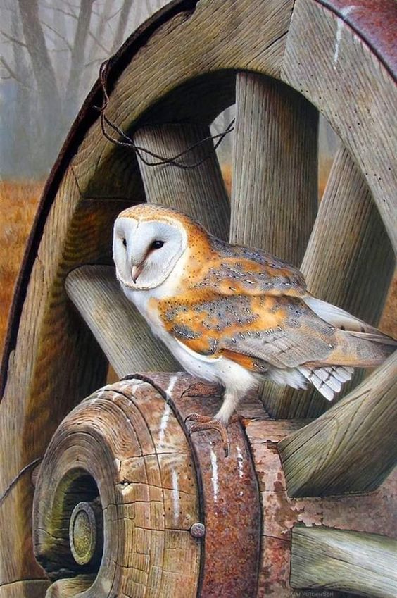 Your owl for tonight!
#photos #photography #birds #owls