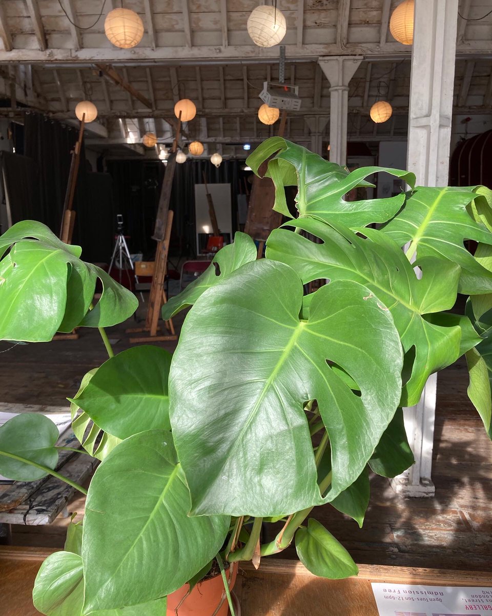 Botanical drawing course with tutor Dolph van Eden
16th October 2-5pm
Zoom: £20
In studio: £30

candidartslondon.com/product/botani……

#botanicaldrawing #drawing #drawingcourse #artcourse #drawingclass #illustration #candidartstrust #islington