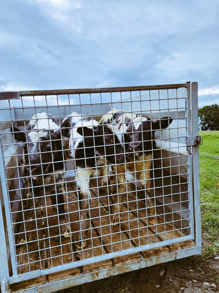 JamesTMuir's tweet photo. Another nice lot of #Blues @LCMuir #Calving22 https://t.co/1UVrCzNGn1