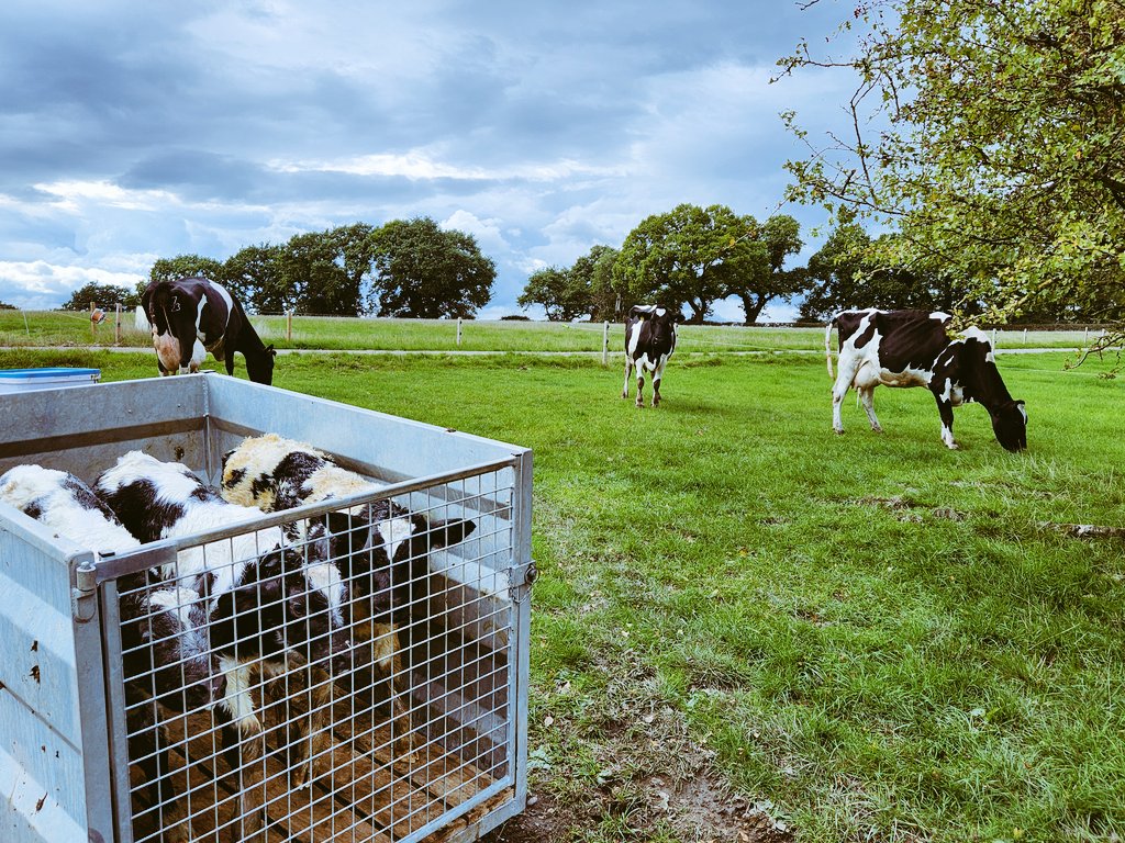 JamesTMuir's tweet photo. Another nice lot of #Blues @LCMuir #Calving22 https://t.co/1UVrCzNGn1