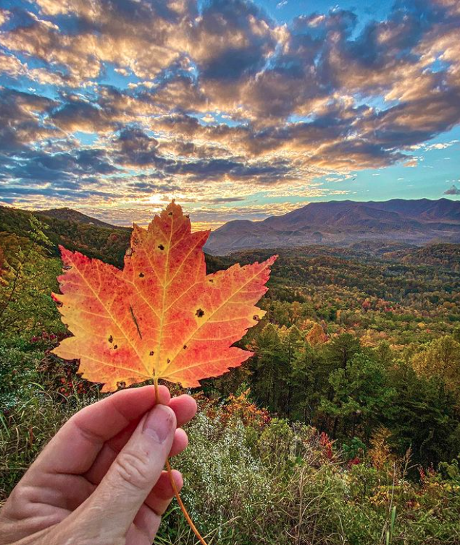 NC Smoky Mountains tweet media