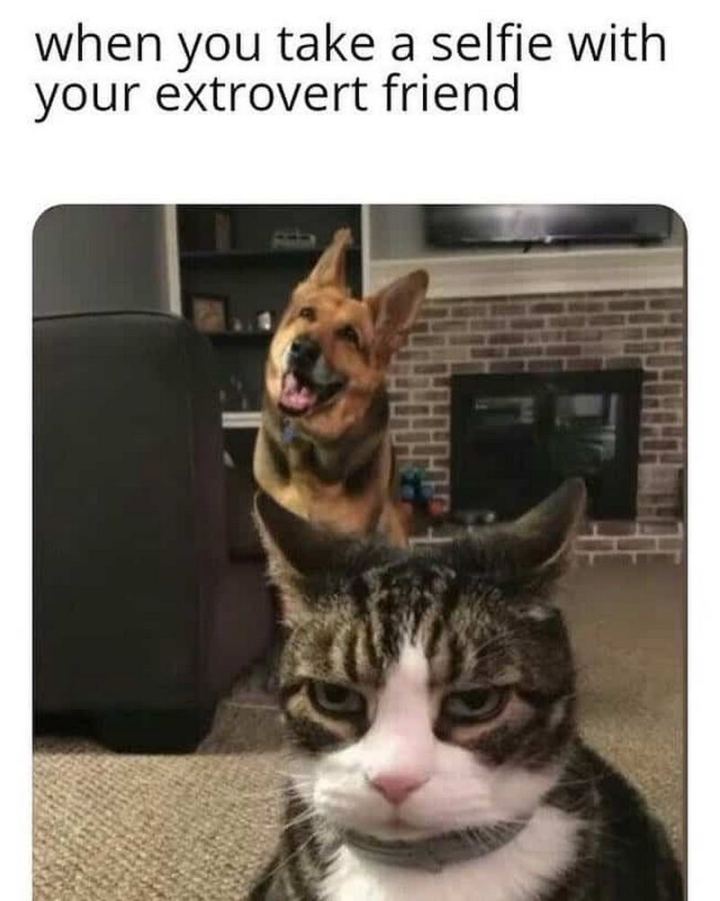 IntrovertUnbnd's tweet photo. Tag an #extrovert friend

#introvert #introverts #introverted #introvertlife #introvertsunite #introvertquotes #introvertmemes #introvertthoughts #introvertproblems https://t.co/Ilcf29Weu9