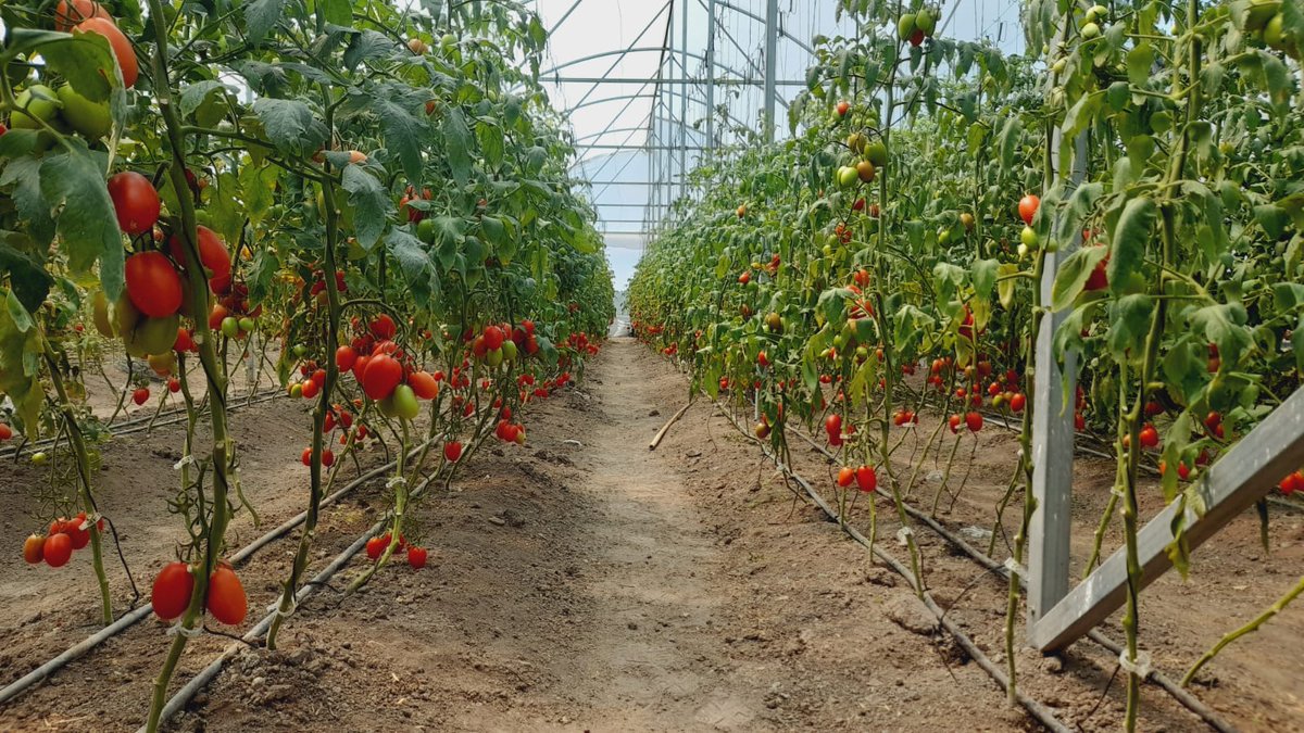 MarisolGlezT's tweet photo. En la Dirección General de Sanidad, Inocuidad y Calidad Agroalimentaria de la @CampoEdomex seguimos asesorando a productores para el manejo y control de plagas, corazón hueco y deficiencia de calcio del #Jitomate en el municipio de #Tepetlaoxtoc.
#LaTierraQueNosUne.
#DGSICA https://t.co/5u8LjiHEfs