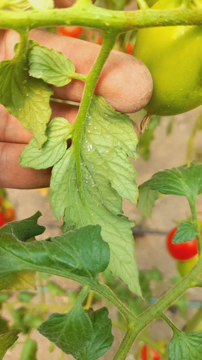 MarisolGlezT's tweet photo. En la Dirección General de Sanidad, Inocuidad y Calidad Agroalimentaria de la @CampoEdomex seguimos asesorando a productores para el manejo y control de plagas, corazón hueco y deficiencia de calcio del #Jitomate en el municipio de #Tepetlaoxtoc.
#LaTierraQueNosUne.
#DGSICA https://t.co/5u8LjiHEfs