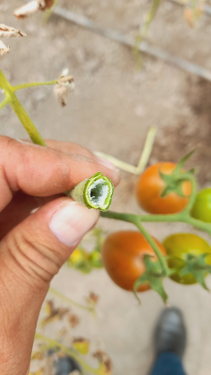 MarisolGlezT's tweet photo. En la Dirección General de Sanidad, Inocuidad y Calidad Agroalimentaria de la @CampoEdomex seguimos asesorando a productores para el manejo y control de plagas, corazón hueco y deficiencia de calcio del #Jitomate en el municipio de #Tepetlaoxtoc.
#LaTierraQueNosUne.
#DGSICA https://t.co/5u8LjiHEfs