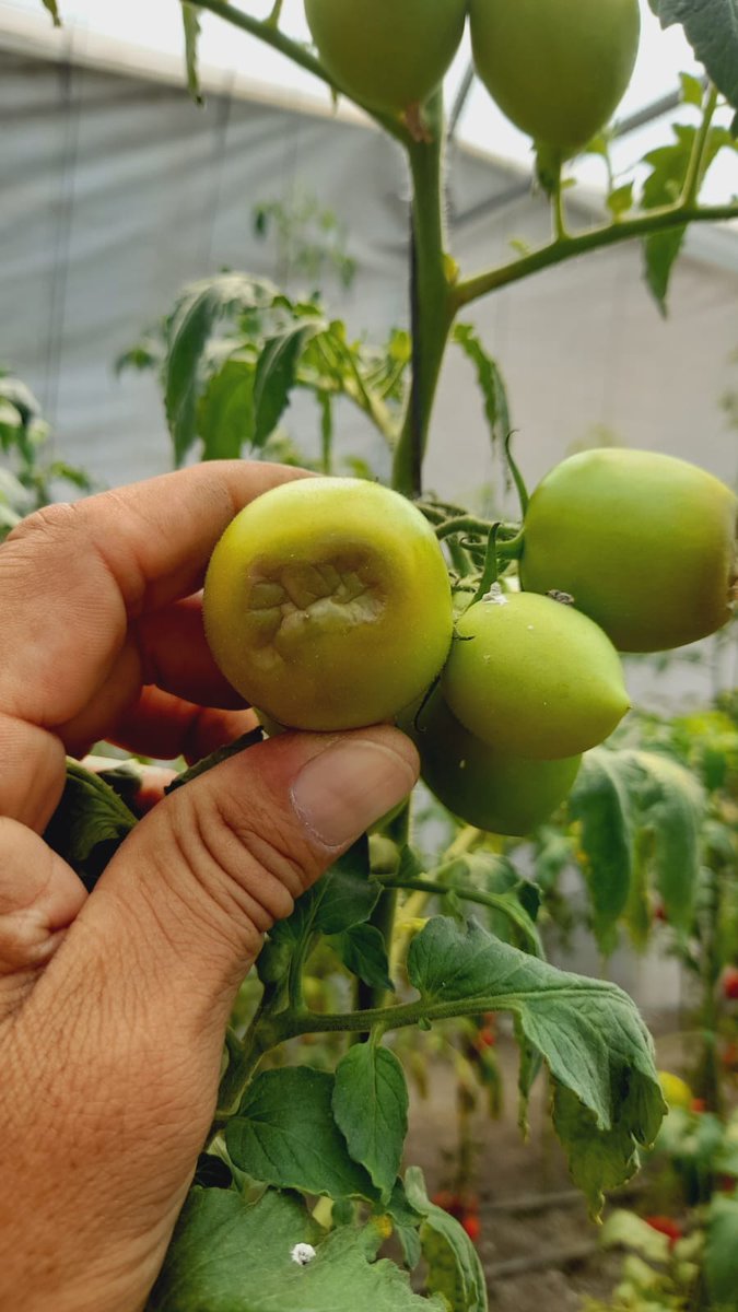 MarisolGlezT's tweet photo. En la Dirección General de Sanidad, Inocuidad y Calidad Agroalimentaria de la @CampoEdomex seguimos asesorando a productores para el manejo y control de plagas, corazón hueco y deficiencia de calcio del #Jitomate en el municipio de #Tepetlaoxtoc.
#LaTierraQueNosUne.
#DGSICA https://t.co/5u8LjiHEfs