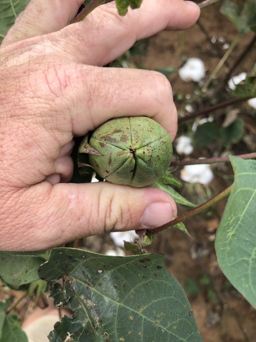 First 6 loc of the year