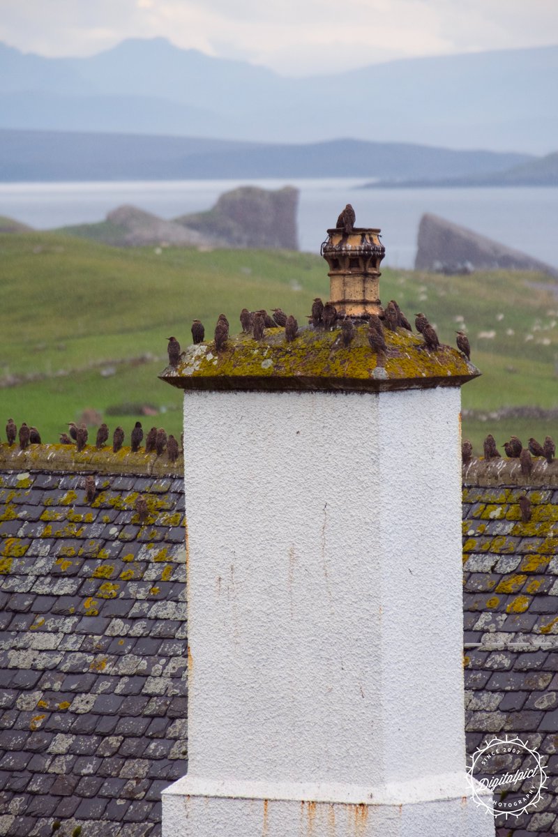 johnnygeee's tweet photo. A flock of starlings in between murmurations with #Clachtoll's Split Rock in the background.

Stoer, #Assynt, #Sutherland, #Scotland 

#Photography #visitscotland https://t.co/LpRjPcyYhs