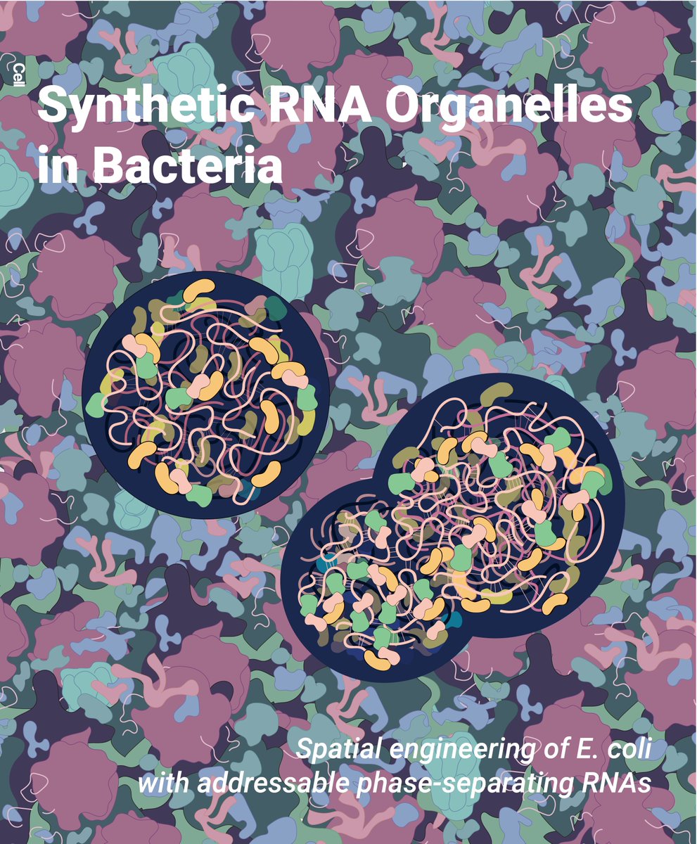 (1/4) Bacteria cannot have organelles in the sense as eukaryotes? 

Old textbooks are WRONG!

Here we built the first synthetic organelle in bacteria, with RNA #PhaseSeparation, now published on Cell <a href="/CellCellPress/">Cell</a>. 

#syntheticbiology #biocondensate cell.com/cell/fulltext/…