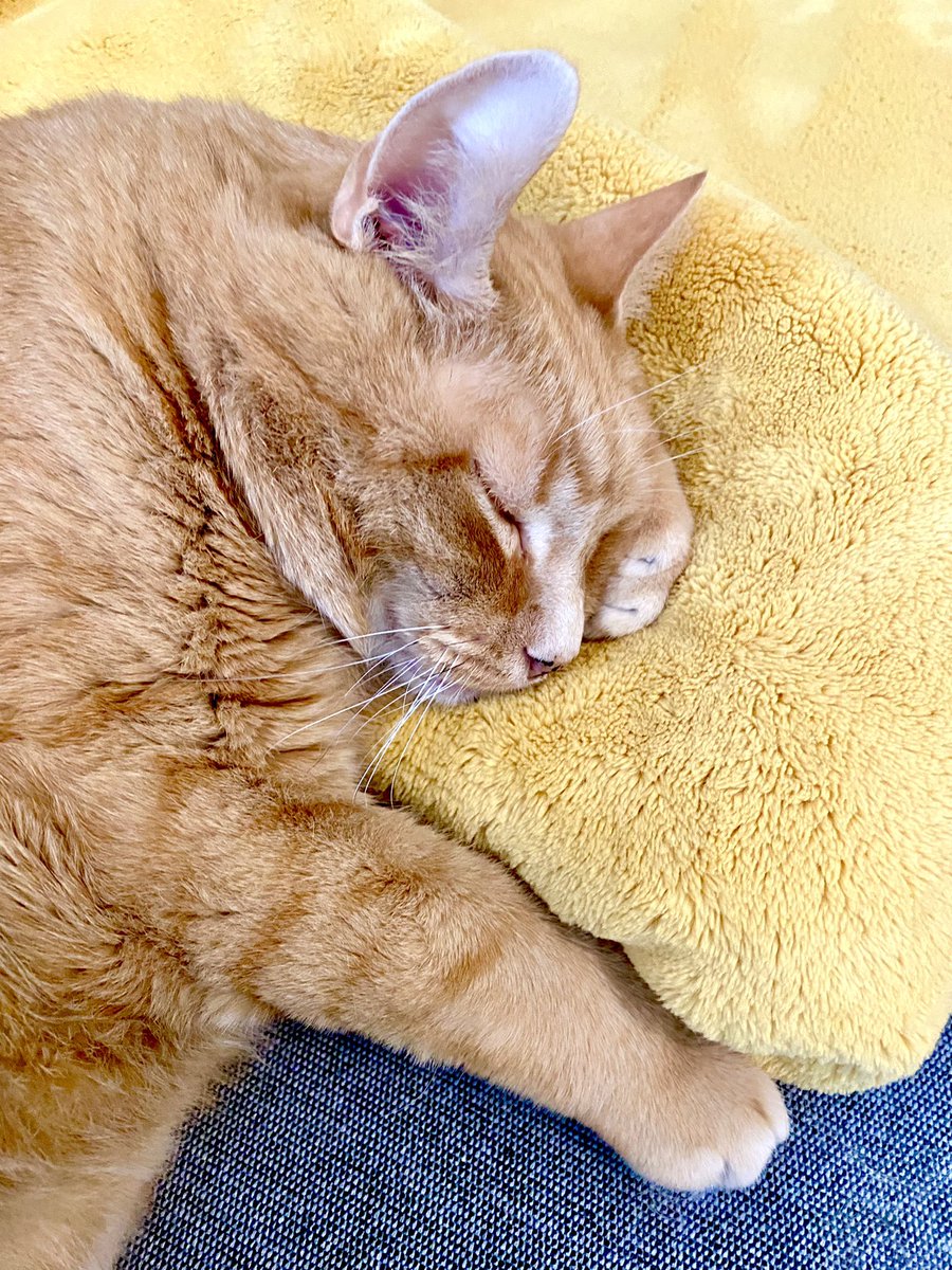 Derek Laufman tweet media