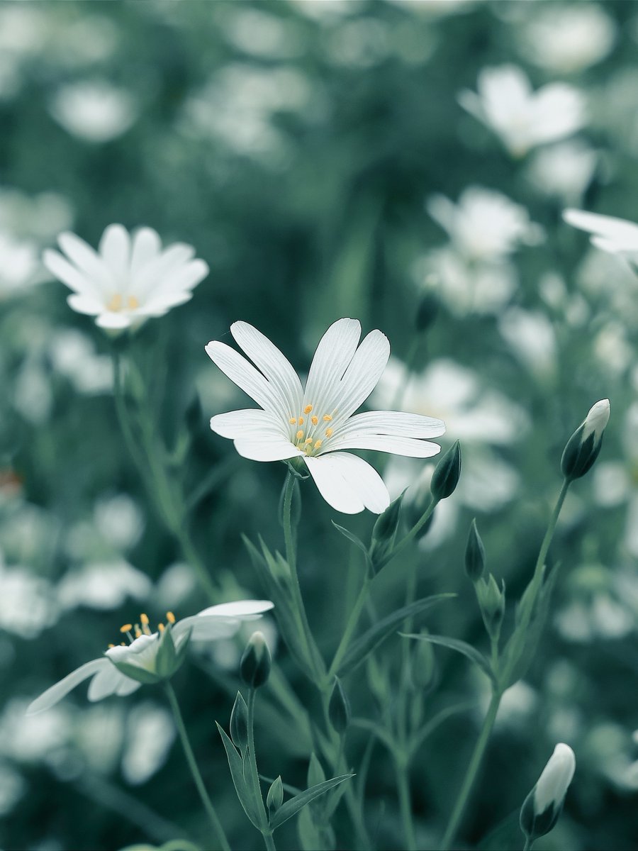 Wildflower 🌼

20 tez
