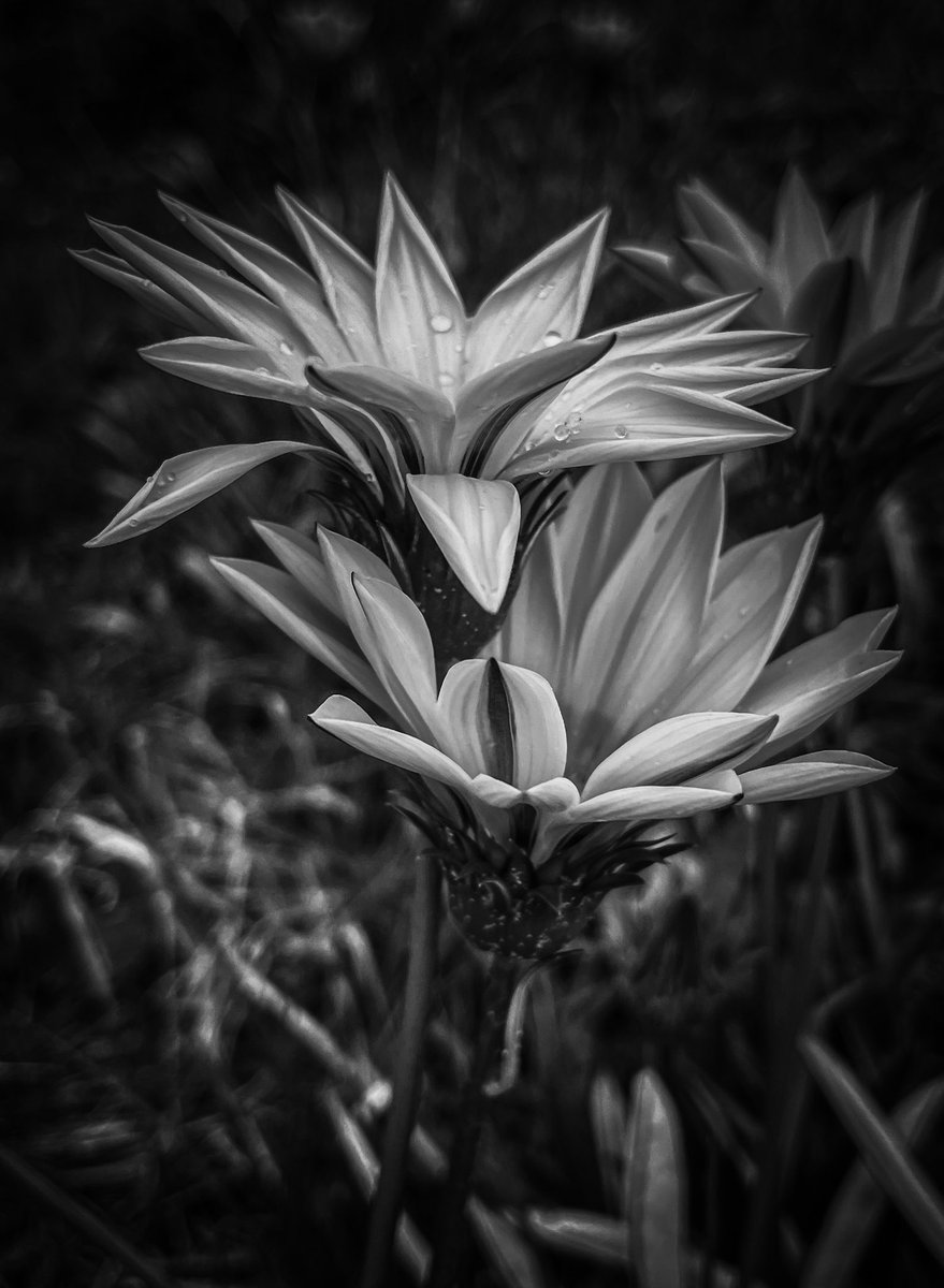 Rockcat_BnW's tweet photo. Seeking shelter #blackandwhite #photography https://t.co/9P48FqRvGc