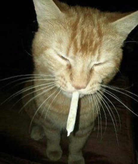 6SpeedCat's tweet photo. What’s everyone up to this weekend? https://t.co/6AVg8kAAGZ