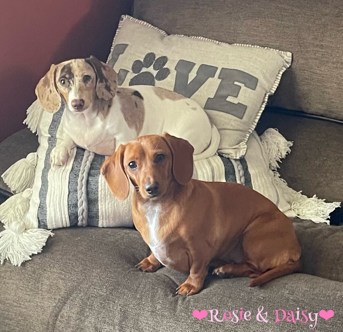 RosiePosieBoops's tweet photo. @LocalOn2Live Hi ya! 🐾💞 We are Rosie & Daisy! We are mini dachshunds from Manchester, Tennessee and we wanted to tell you that you are doing a pawmazing job & congrats on da new show! 🤩🐾💞☺️ (We are 2 of your biggest fans!) #LocalOn2 #HometownNews #DogsOfTwitter https://t.co/PbZ9ahFA6O