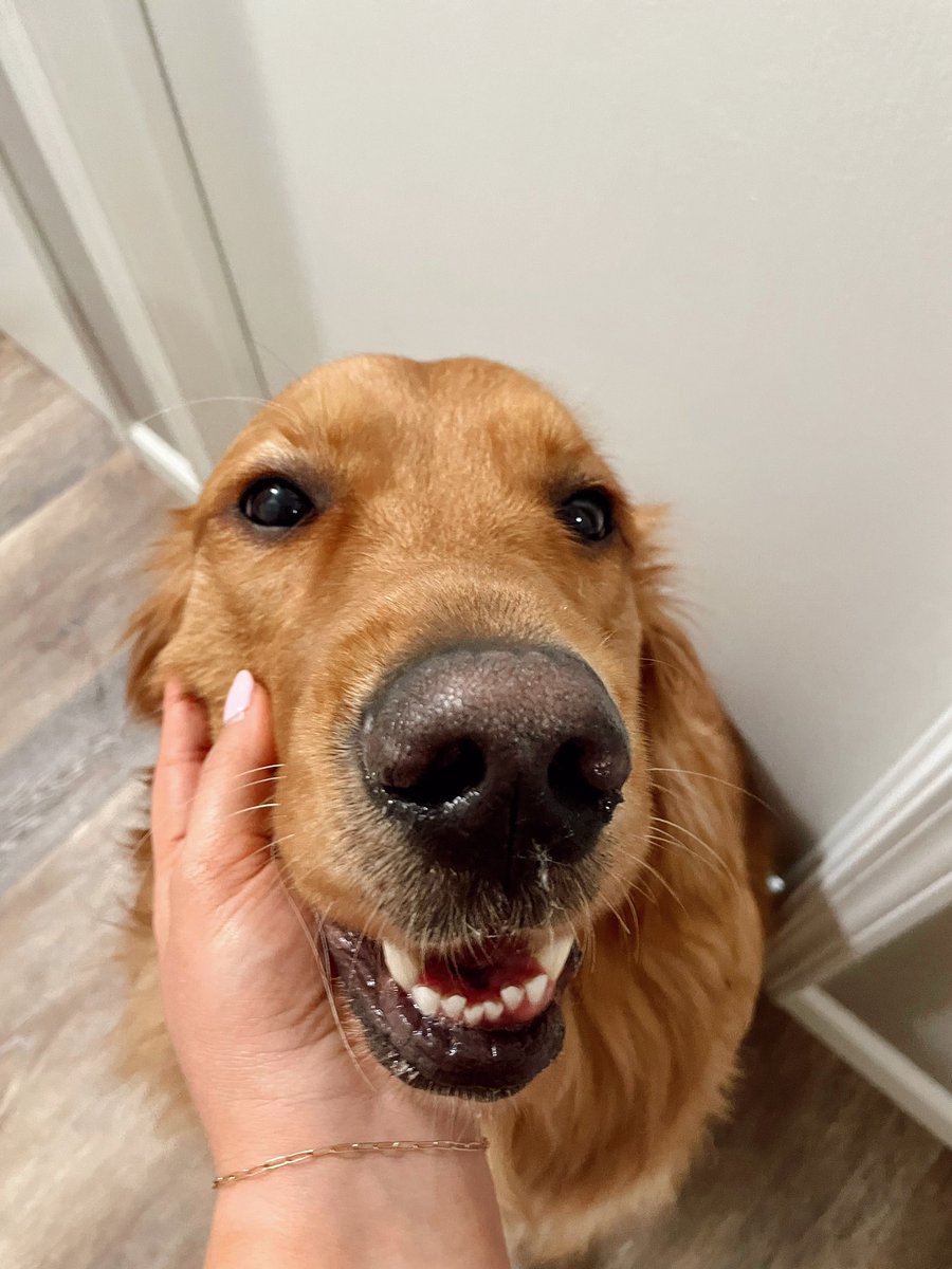 michaela_maus's tweet photo. @dog_rates https://t.co/x0C2Pjbtl1