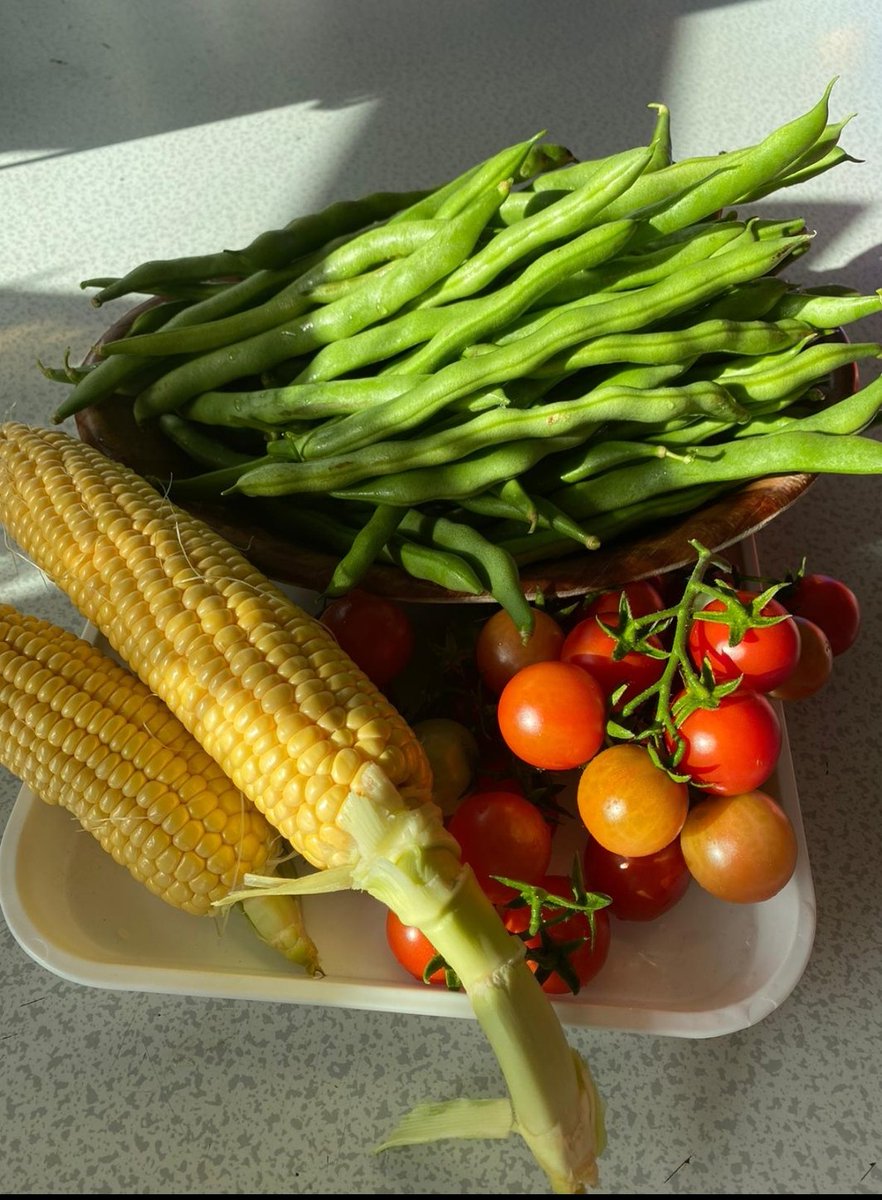 ManchesterAcad3's tweet photo. We're so delighted with today's harvest, especially as it's our first time growing sweetcorn  @Kate_Bradbury @higgledygarden @theblkgardener @RHSSchools @GYOmag @phdodd @moss_side_eco https://t.co/KYcgw2Jqje