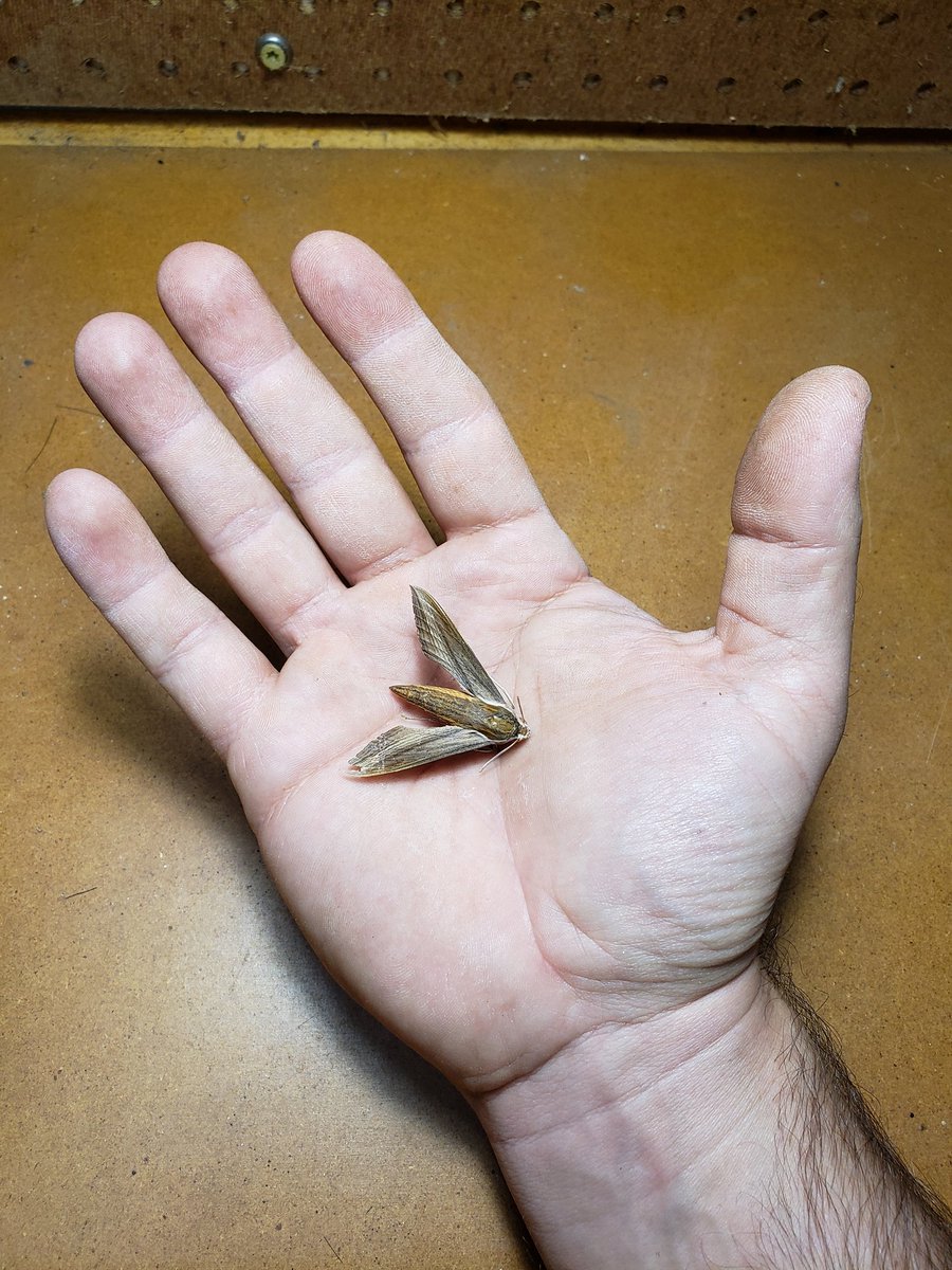 RobbyNowell's tweet photo. Teresa Sphinx
Xylophanes tersa

I found it while cleaning my work bench. It has been dead a little while. Some tiny little bugs were on it, feasting away. We are nothing, and everything. #nihilism vs #existentialism ? https://t.co/5SzAHChNEd